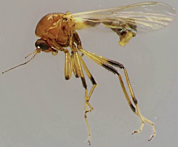 Palpomyia spinipes.jpg